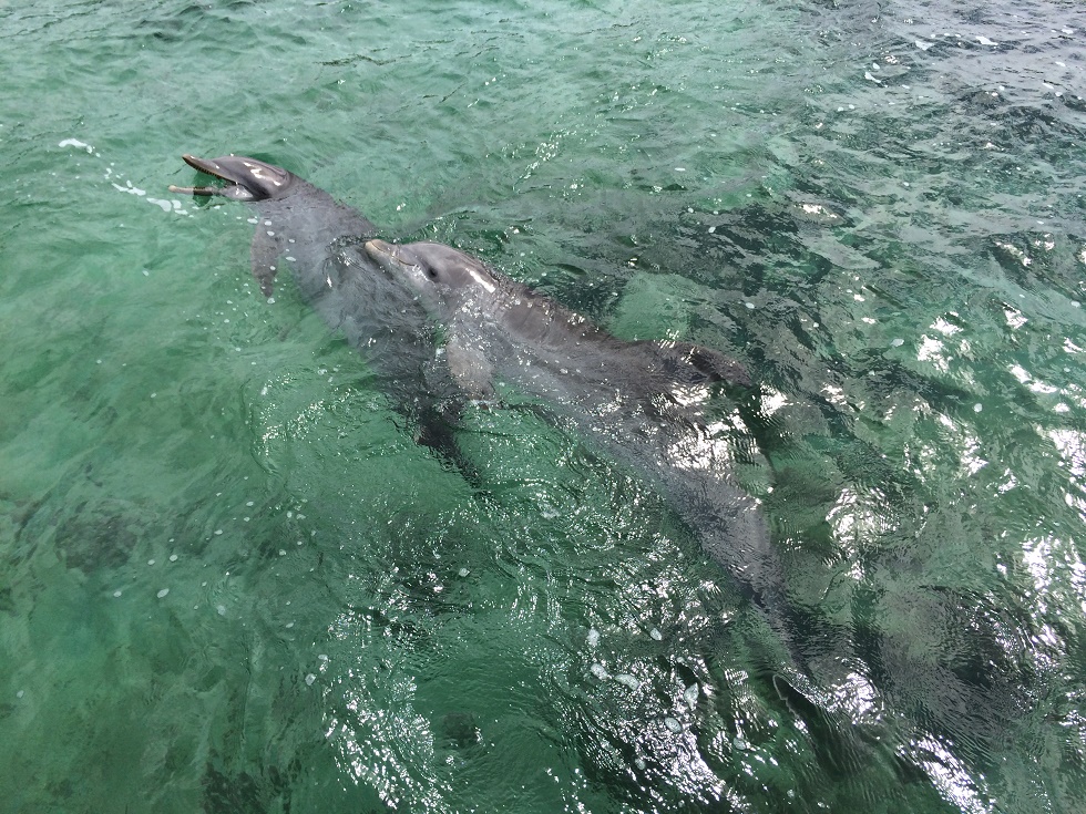 Tag and I enjoyed the dolphins from the dock. They were quite friendly and splashed us a few times. 