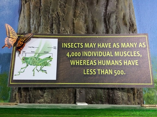 There were lots of interesting facts. The kids made me take several pictures factoids and dead insects.