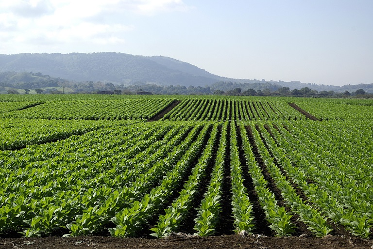 Young tobacco plants.