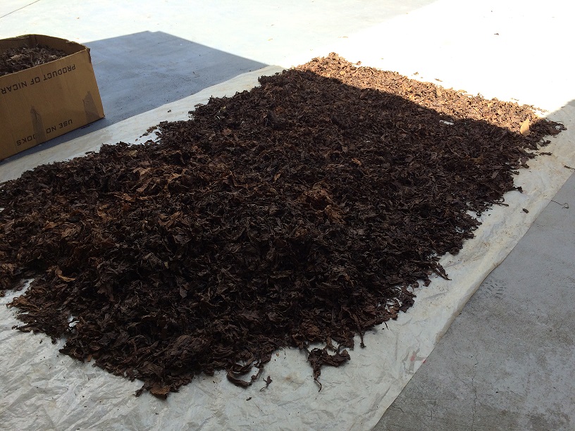 Tobacco drying in the sun