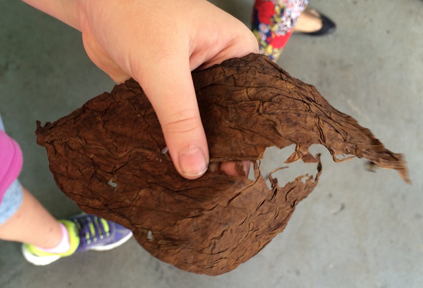 The kids and I were encouraged to feel the tobacco leaves at all stages of the cigar making process. 