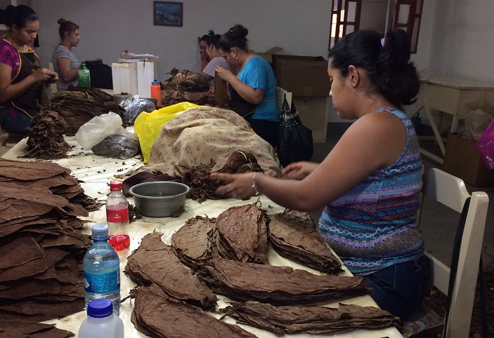 Workers in production phase order their leaves from the Sorting Room. This is a women's job. 