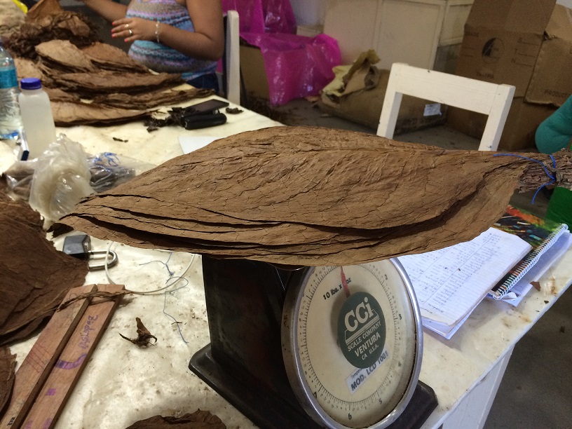 This is a bundle of tobacco leaves. There are 35 leaves in a bundle.