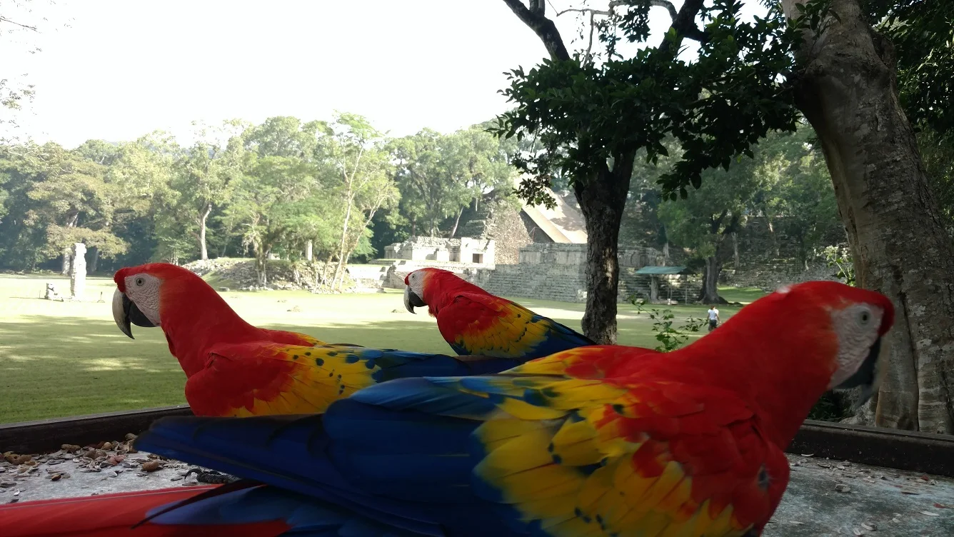 Macaws with a few of the impressive ruins in the background
