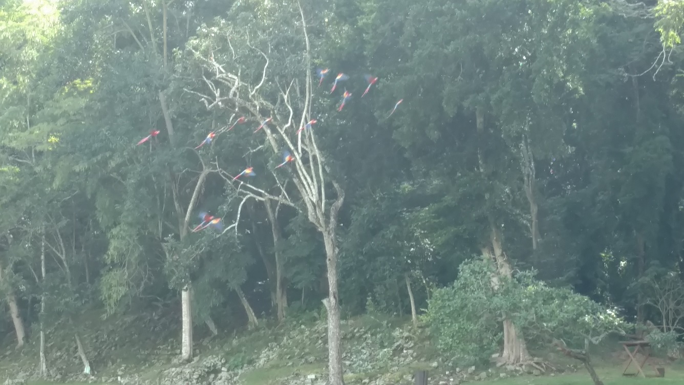 Birds in flight. They were amazing to watch.