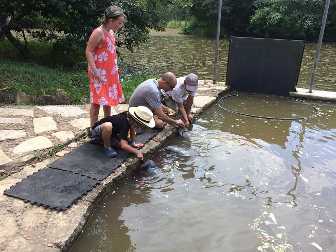Feeding manatees
