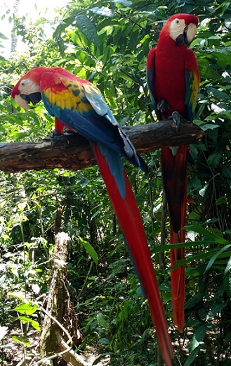 Aluxes Ecoparque in Palenque, Mexico