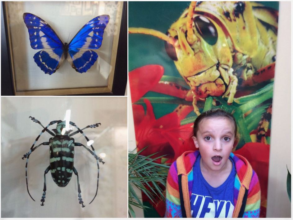 Why are kids fascinated with dead bugs? Ela and Tag loved every case and frequently asked me to take pictures of their favorites. Also, Ela thinks it looks like the bug is eating her here.