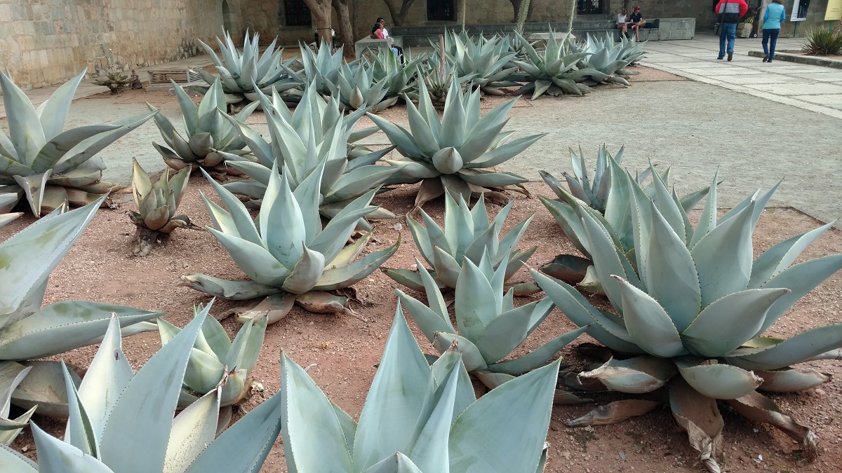 Agave plants located near the center of town