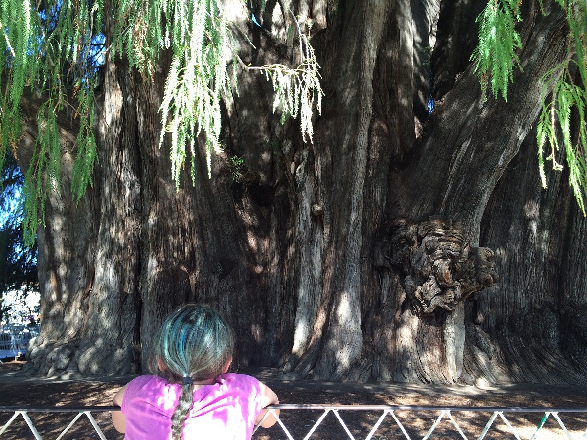 The trunk of the Tule Tree
