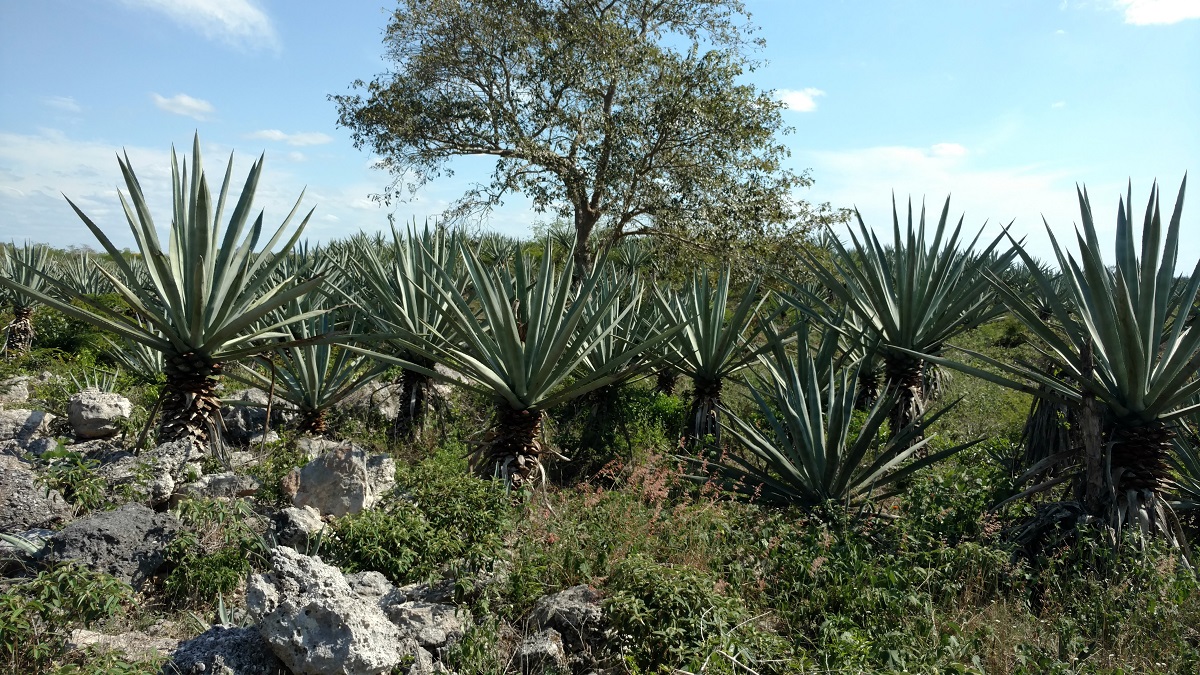 Sisal Agave plants