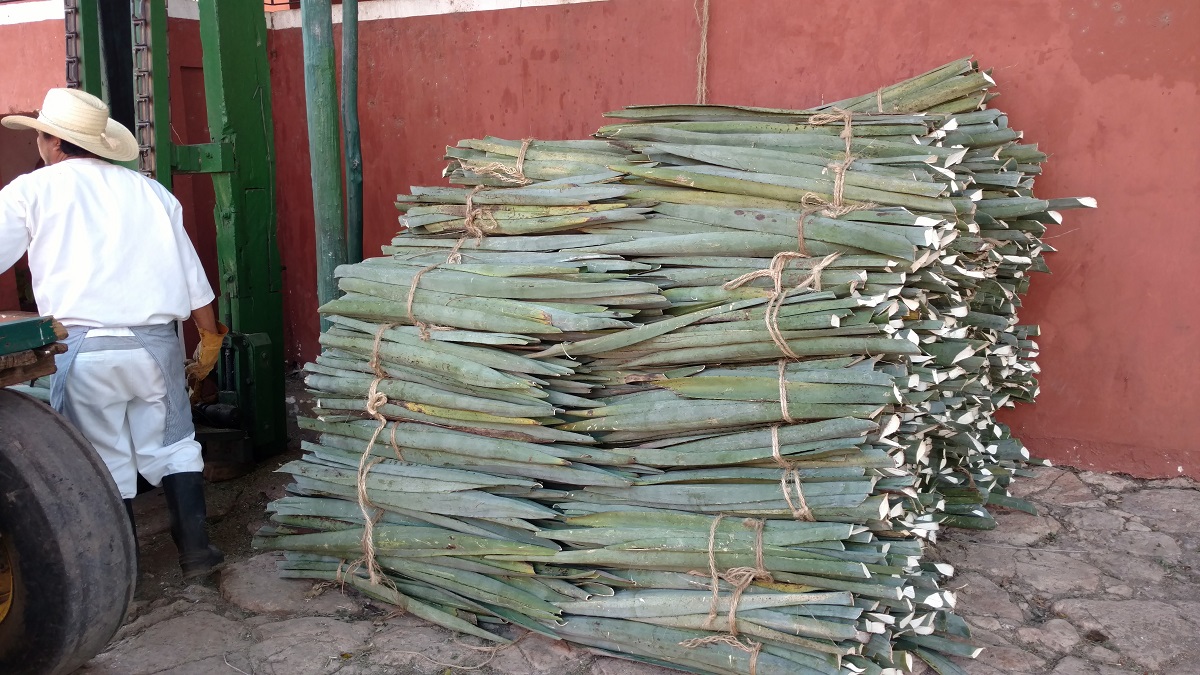 Fresh cut sisal ready to be processed.