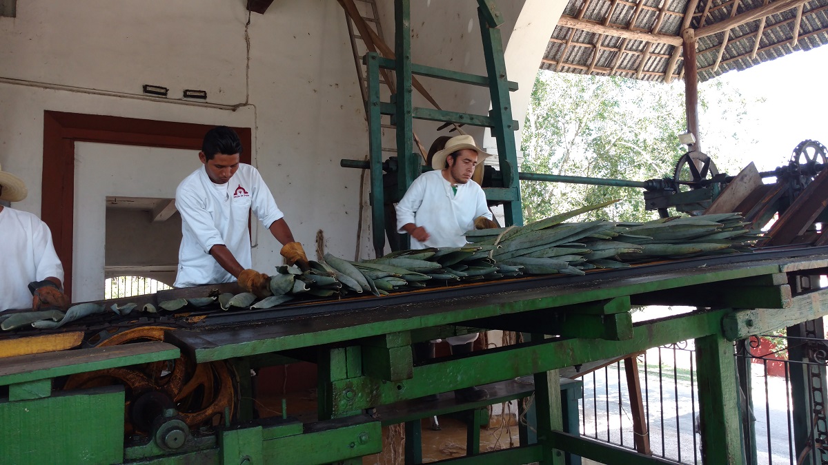 Sisal leaves being placed and spaced for processing. 