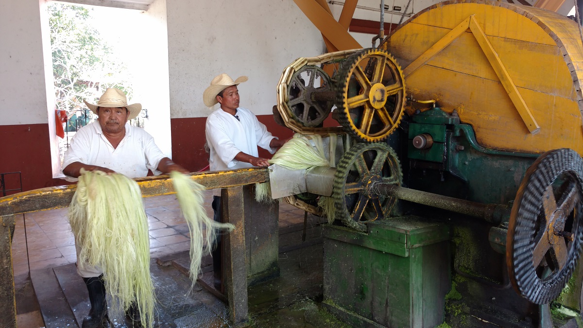The inner guts of the sisal leaves.