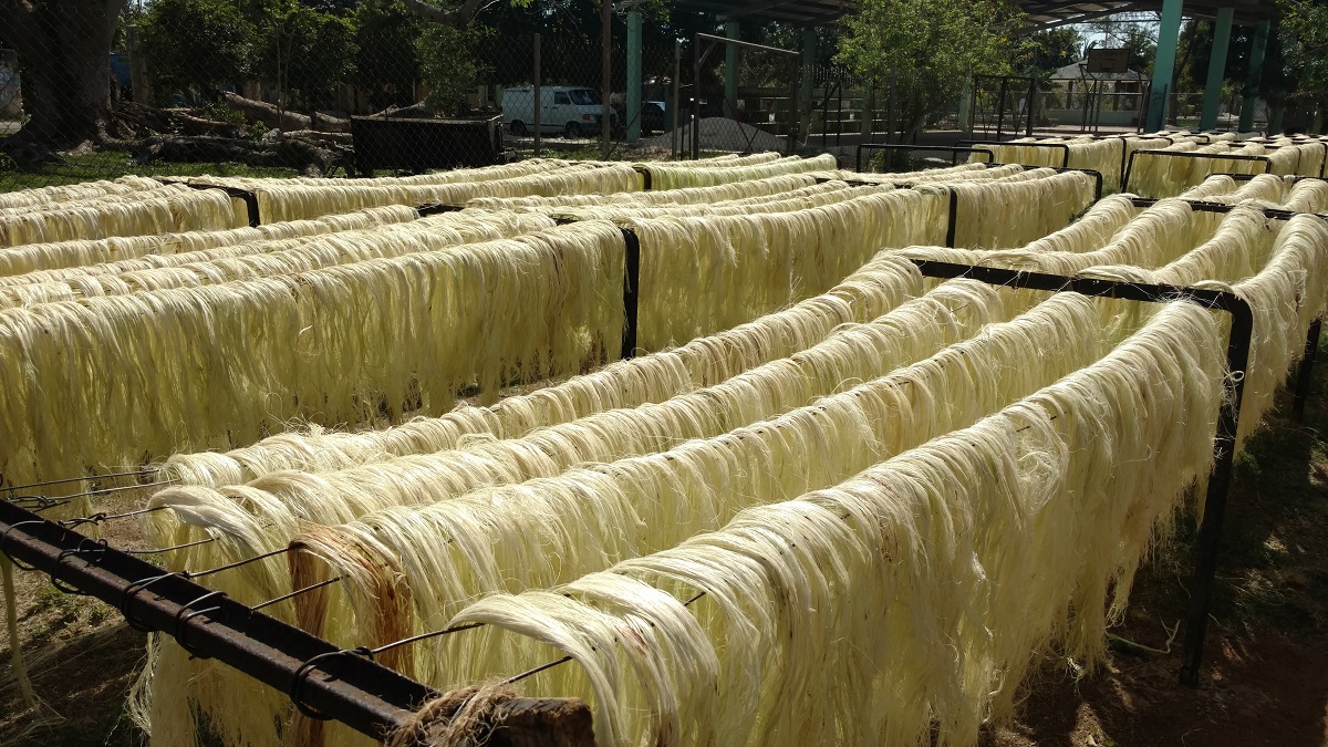 Sisal fibers are dried using modern solar power.
