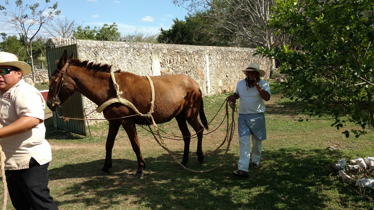 This horse pulled our entire tour group around the plantation via a cart attached to a rail system.