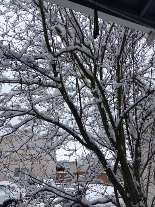 snowtreefrontyard.jpg