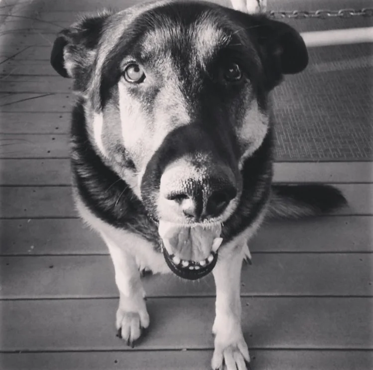 it was my doggie's birthday! my hannah.