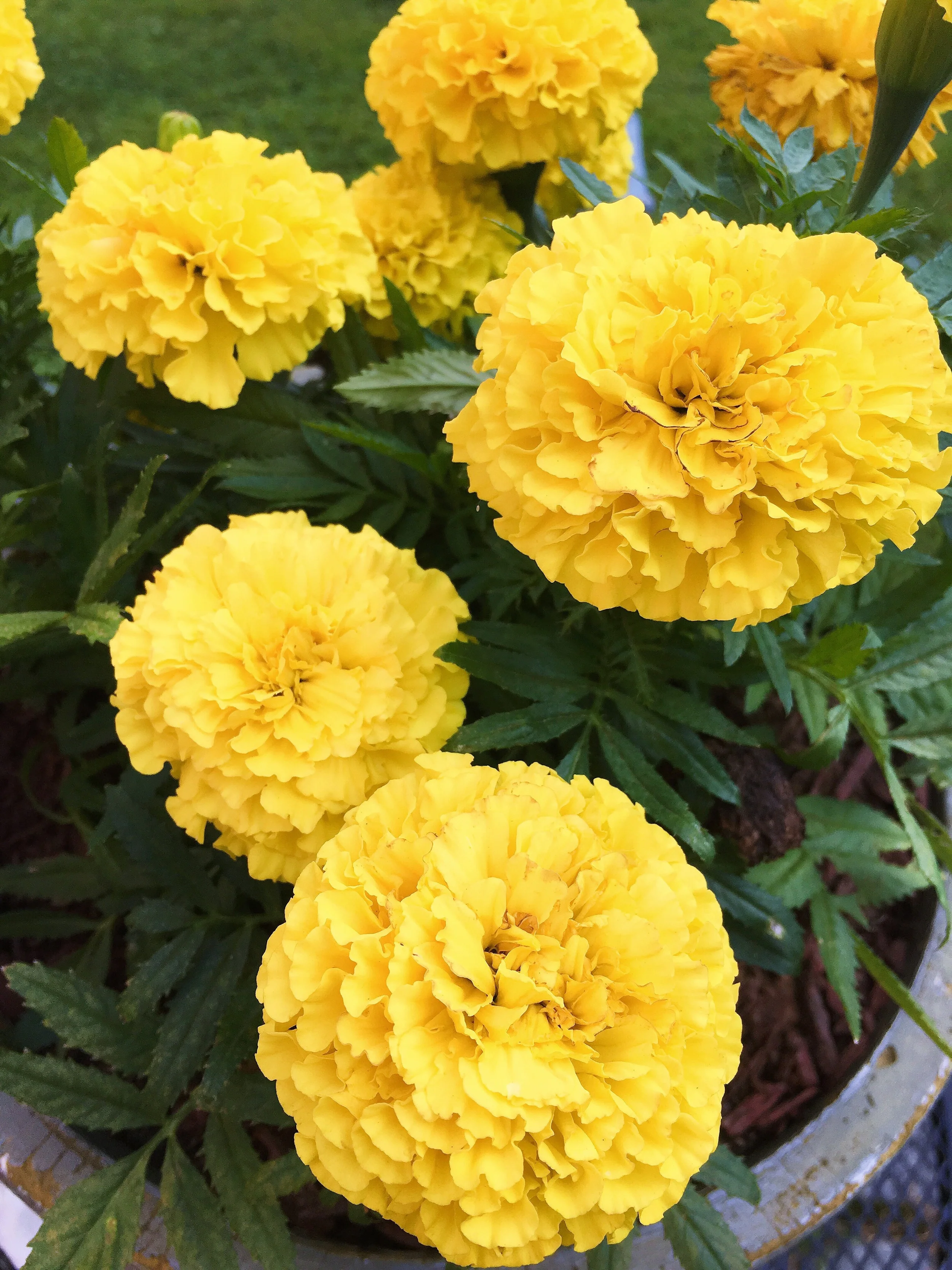 fave flower.