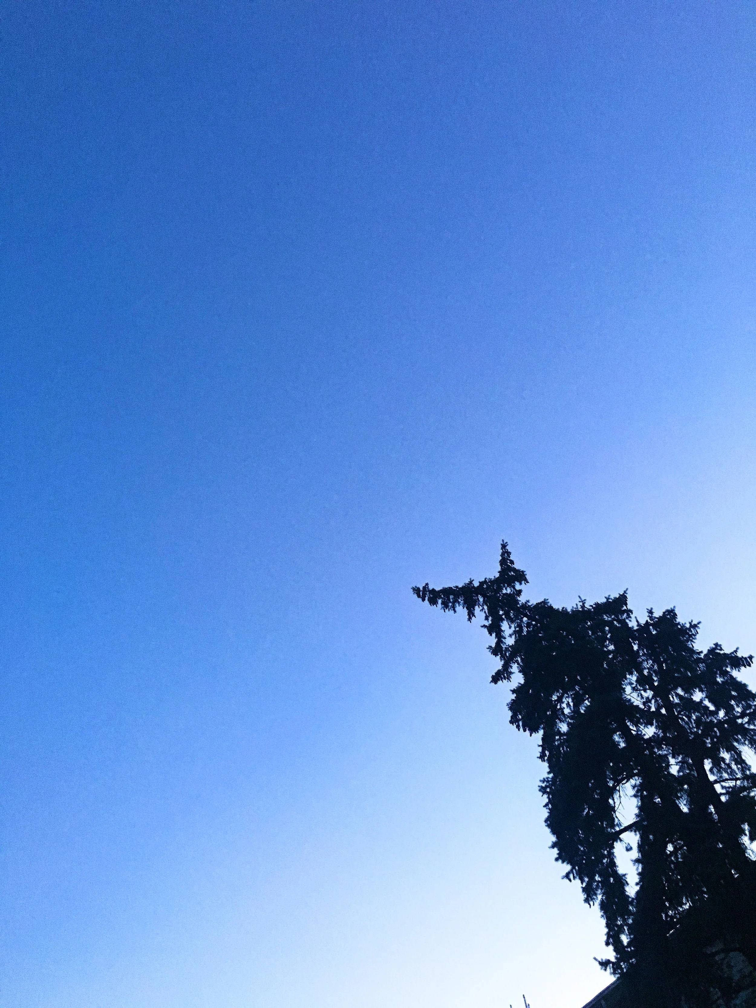 view from my hammock.