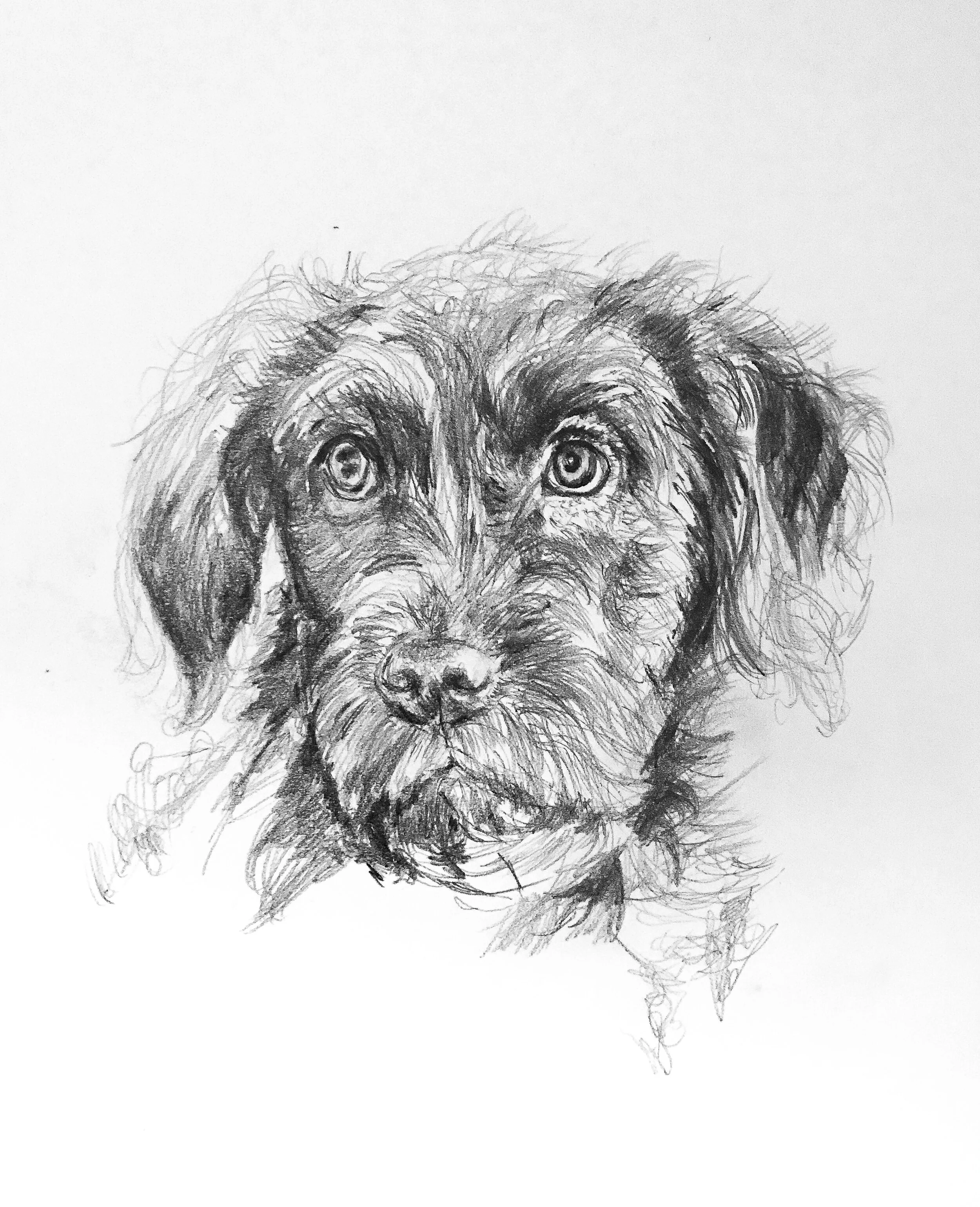 Pet Portrait