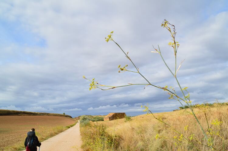 Walking the Camino