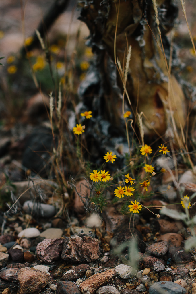 Big Bend National Park