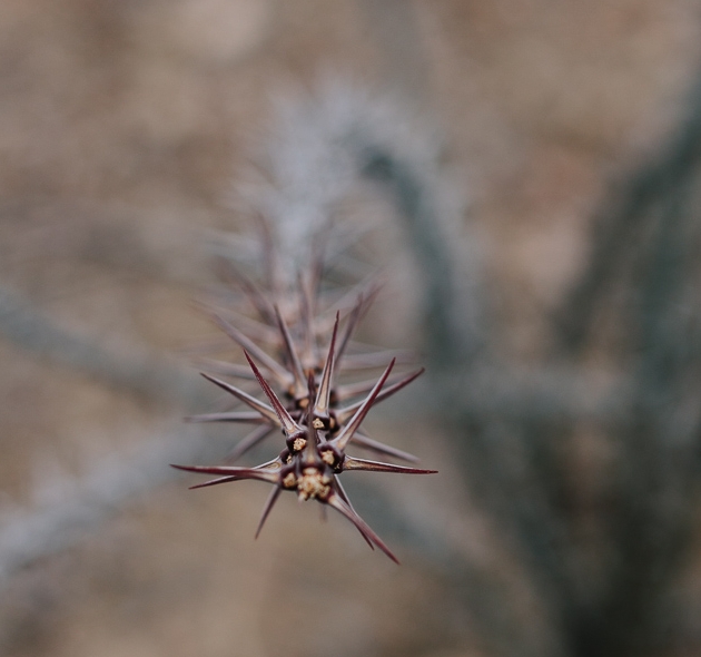 Big Bend National Park