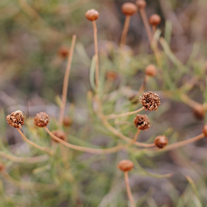 Big Bend National Park