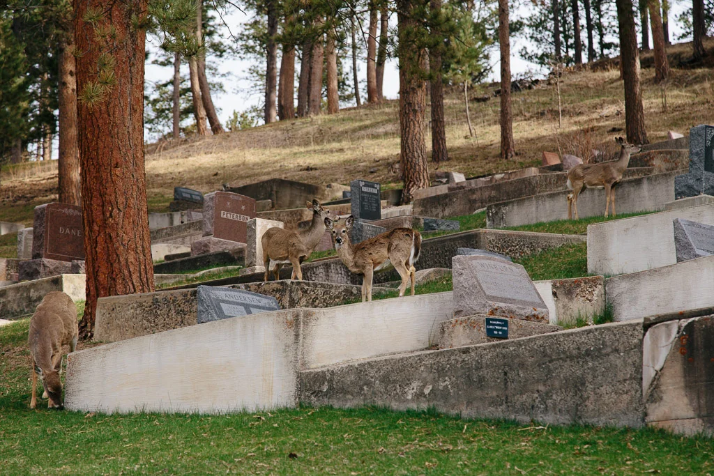 _MG_3317.jpg