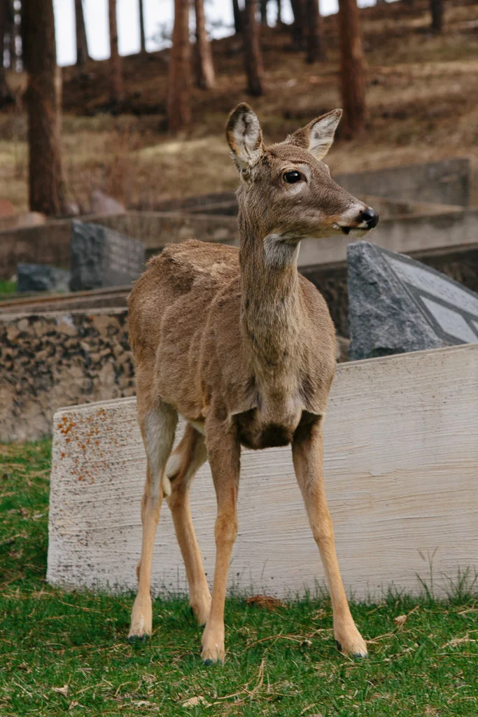 _MG_3331.jpg