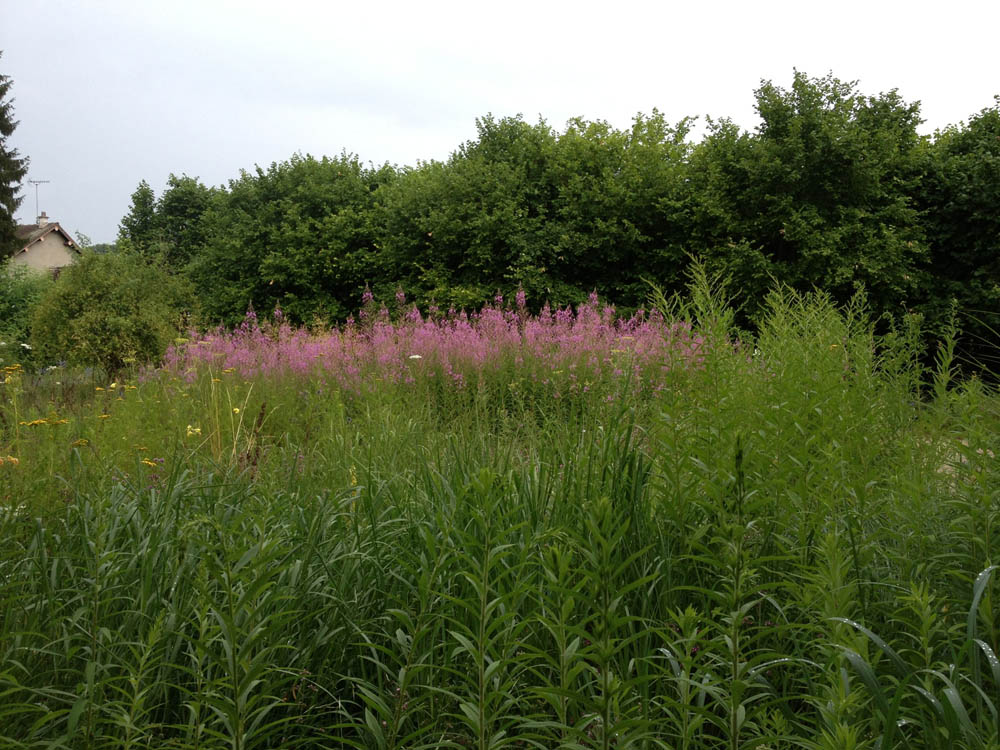 GARDEN1.jpg