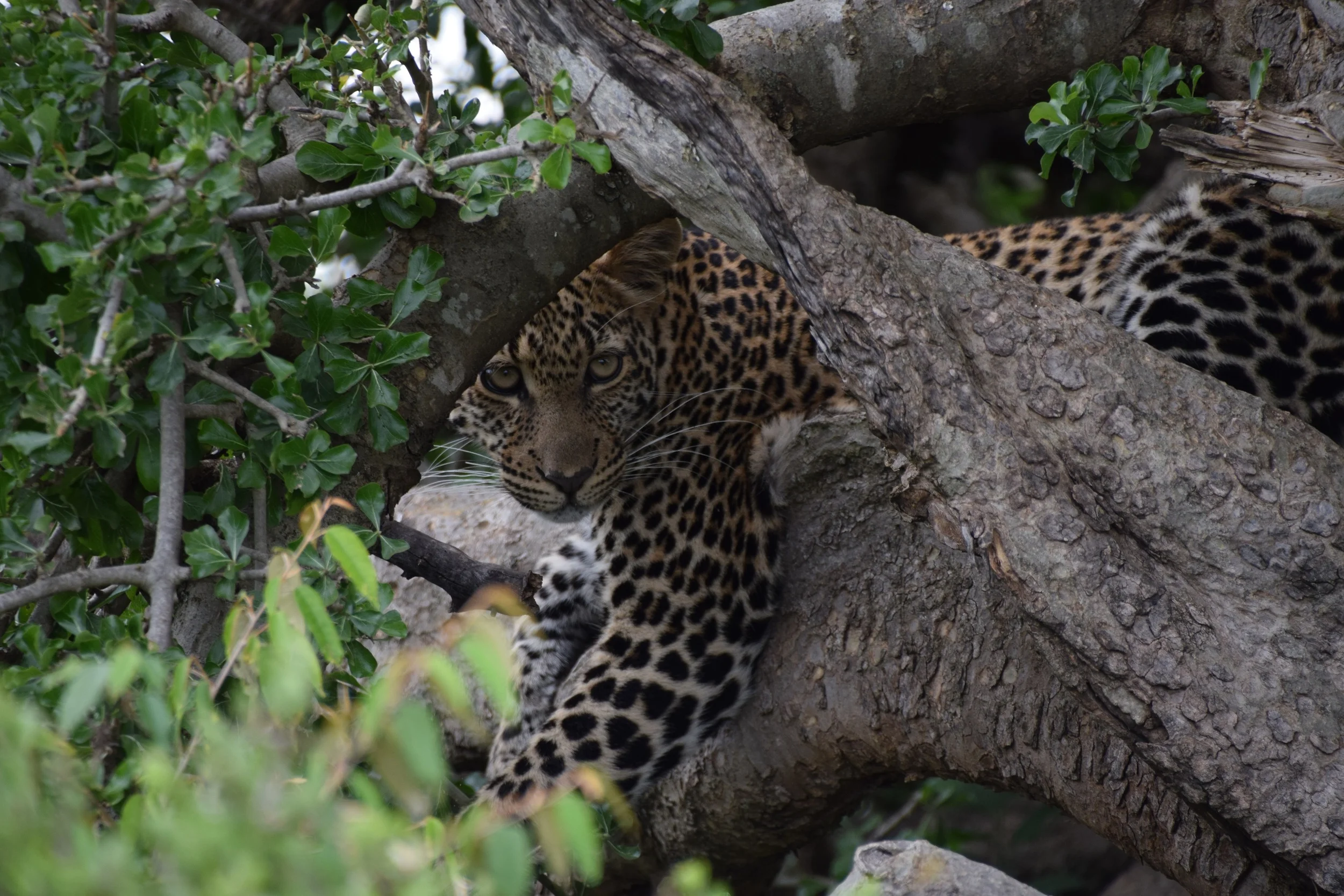Gorgeous young leopard captured by Andrew Nightingale our guide while in the Mara