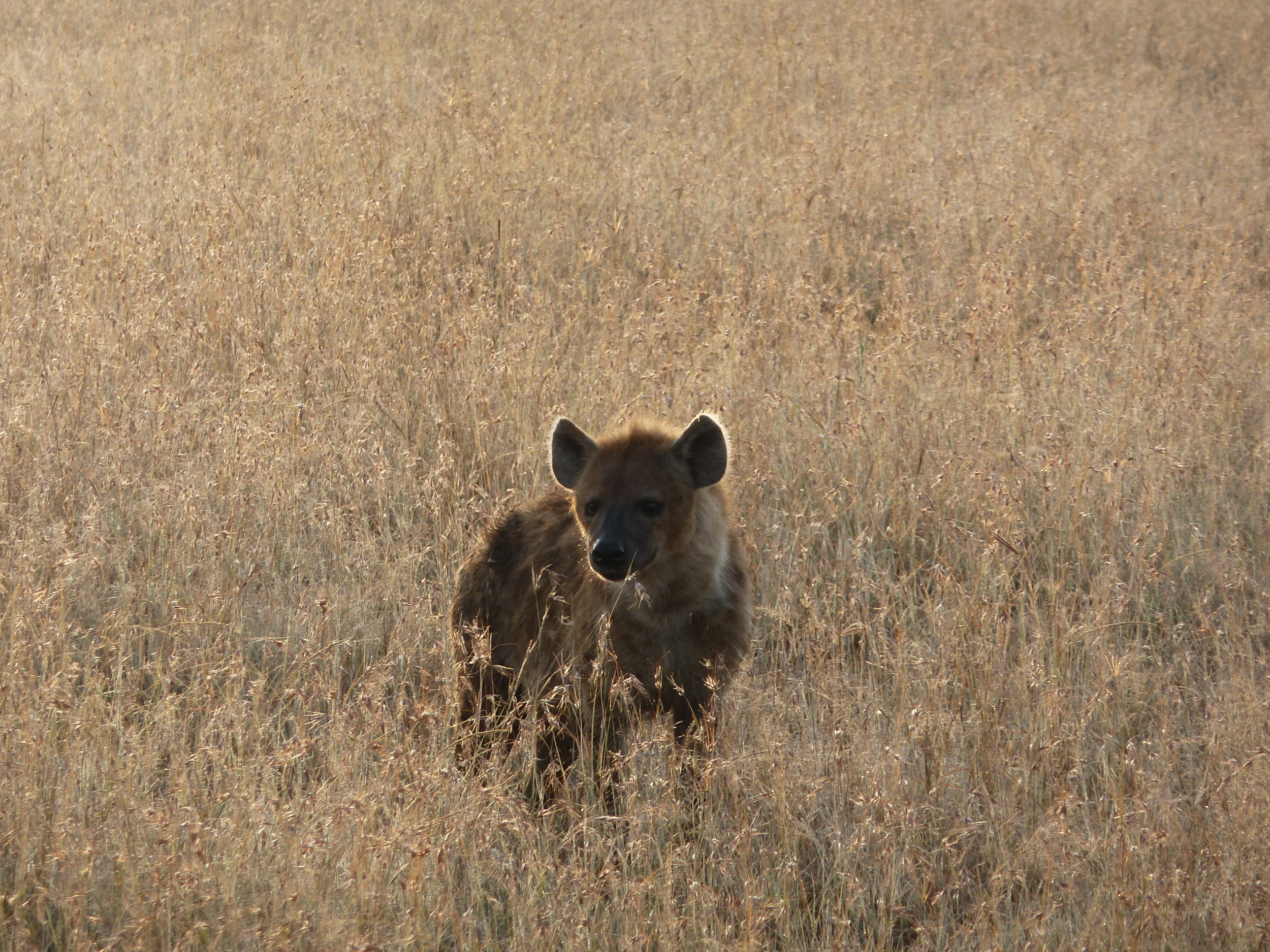 Hyena in the Mara