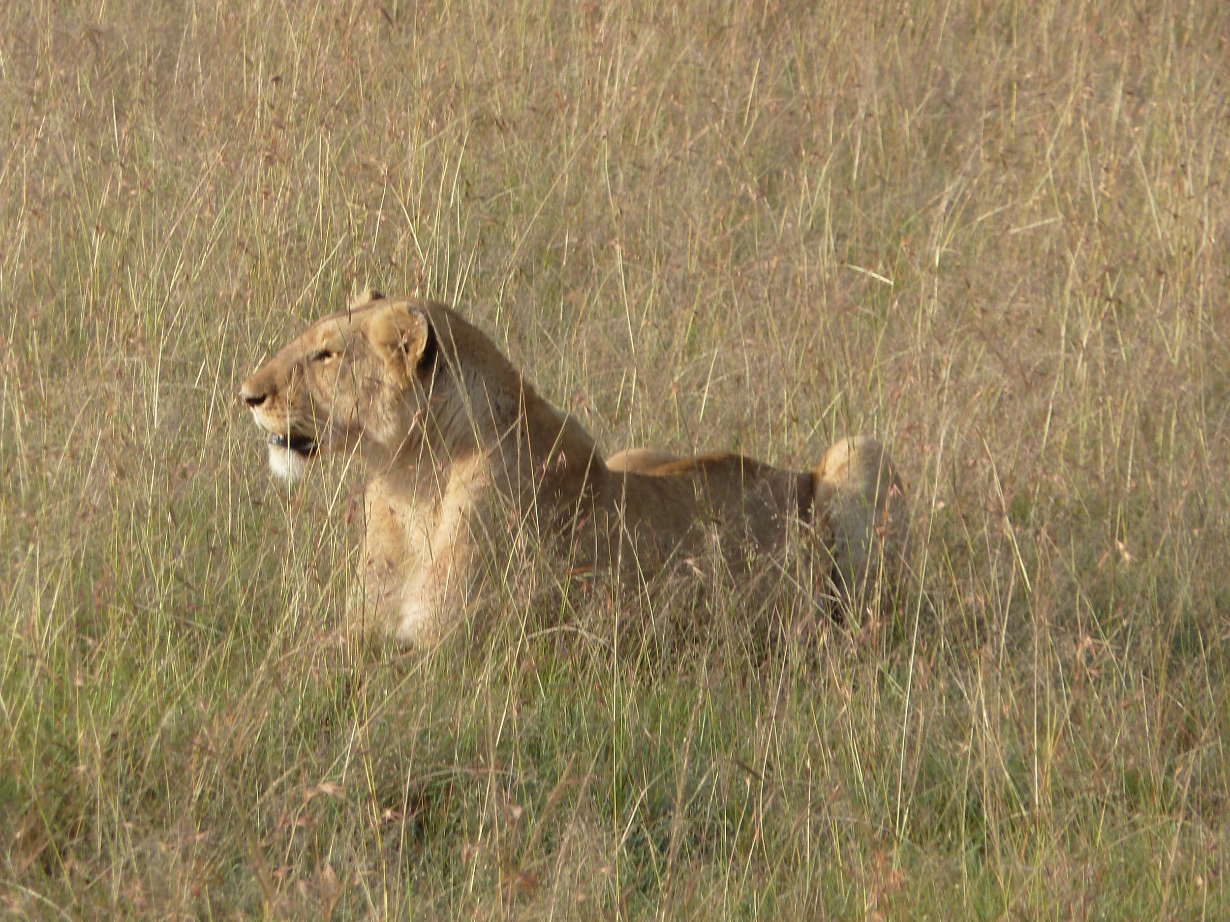 A lady waiting in the grass for the opportune moment.