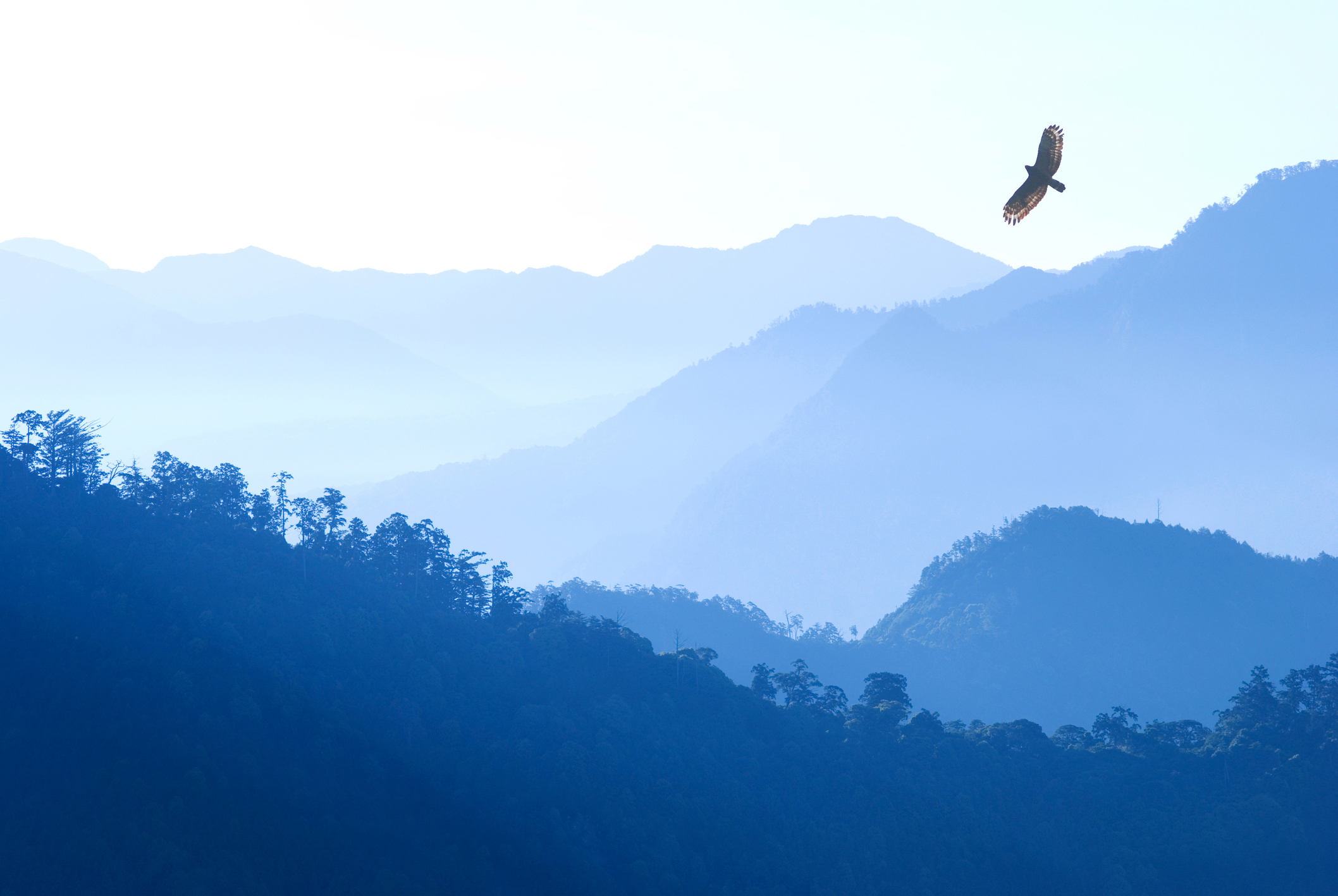 Photo by AnsonLu/iStock / Getty Images