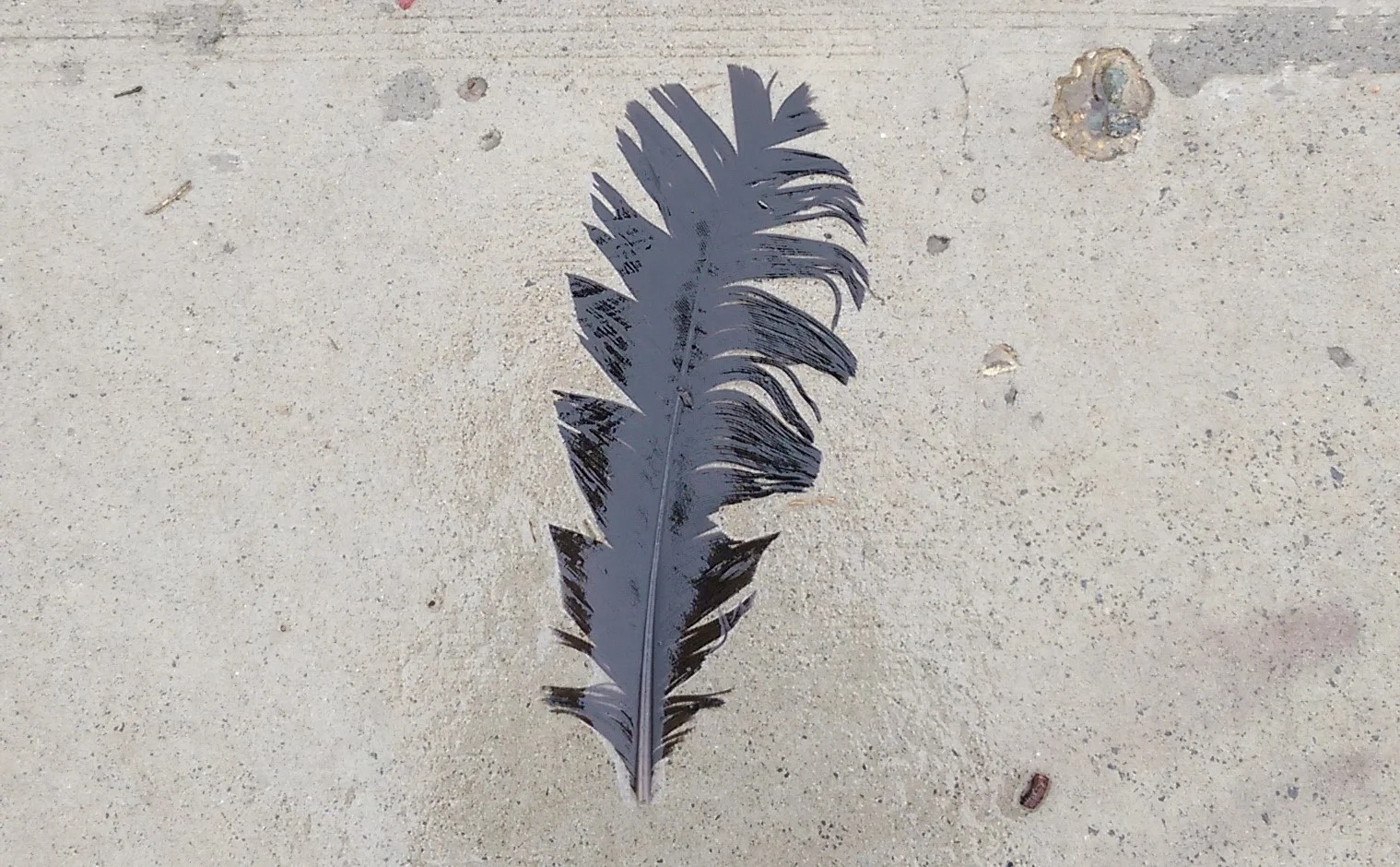 Wet featherV2.jpg