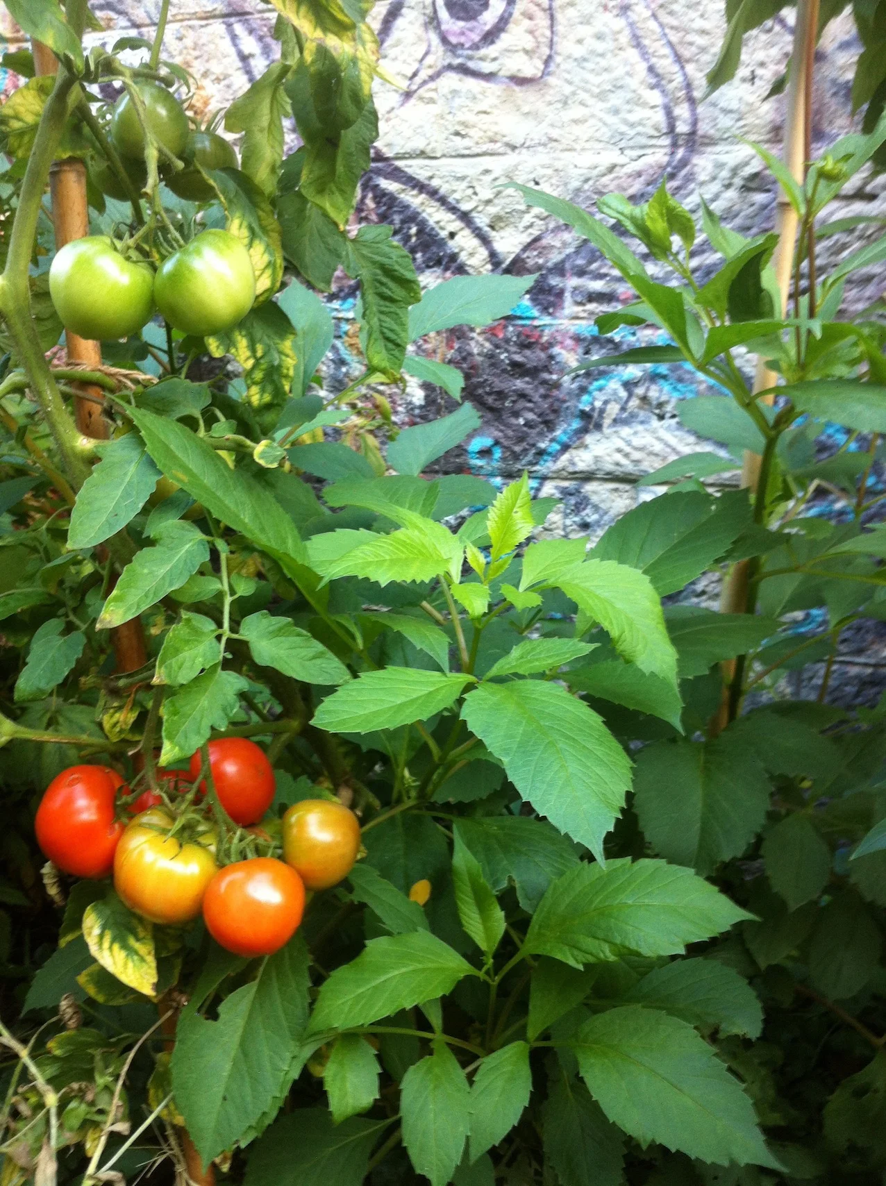 Tomatoes growing in a Paris community garden