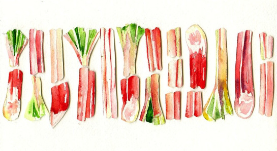 Rhubarb illustration by Jessie Kanelos Weiner of thefrancofly.com