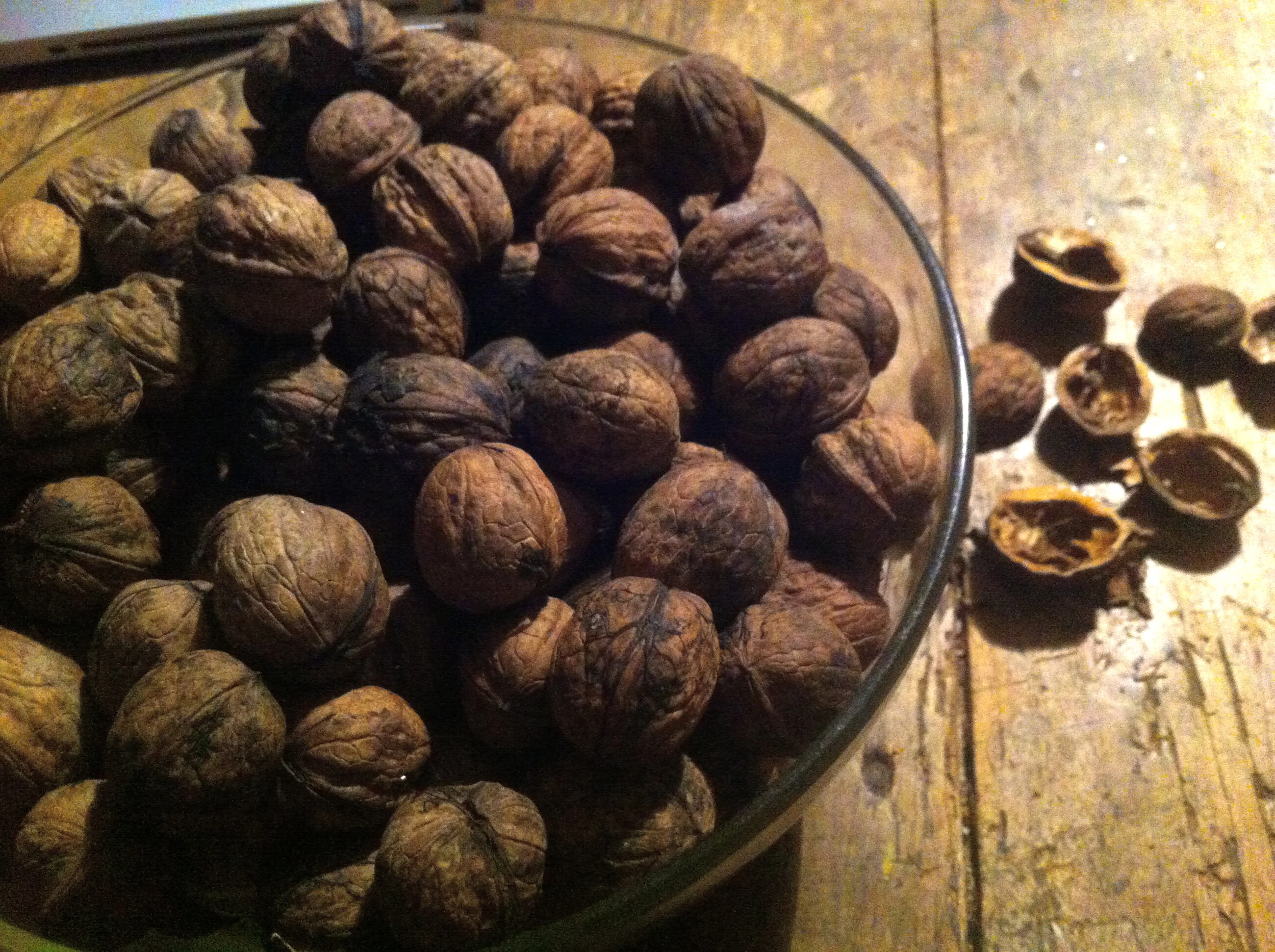 Foraged walnuts in the Loir-et-Cher region of France