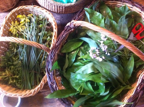 Freshly foraged wild garlic (right) and wild chives (left)