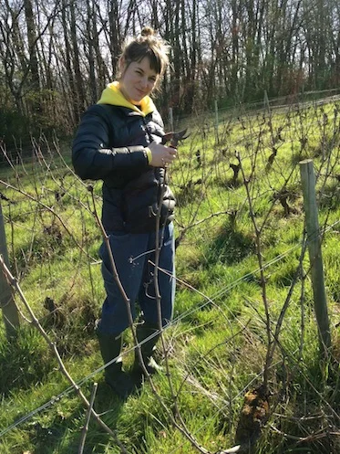 Pruning grapevines in the Loir-et-Cher