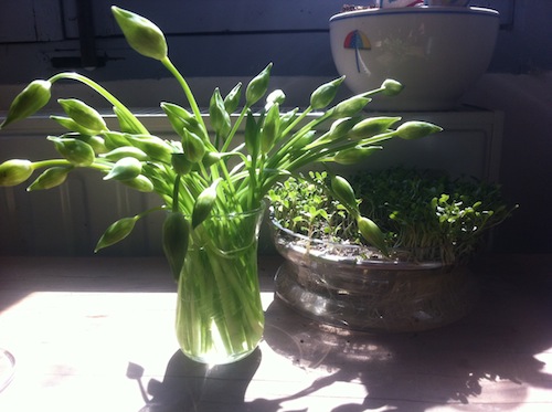 Wild garlic flowers