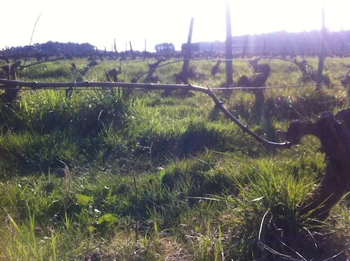 A Sauvignon vine, after pruning and "pliage" 