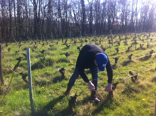 Working in the vines in the springtime