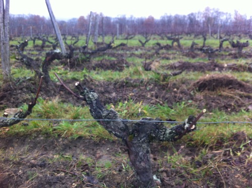 Pruning Gamay vines in December