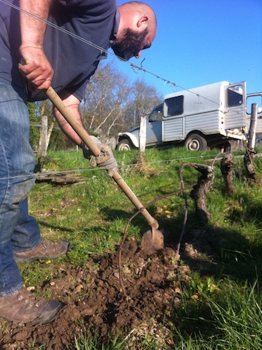 Laurent digging a hole for a brand new, baby marcotte