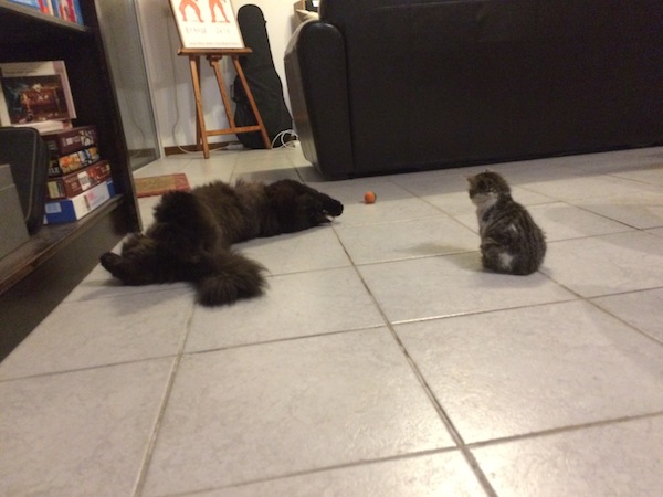 Baby Dale watches his BIG brother play on impractical white tile