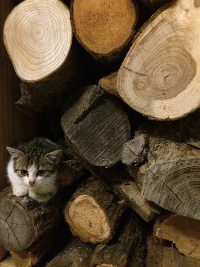 Dale "hiding" in the wood stack