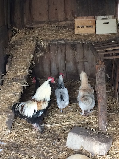 The chickens discovering their new home